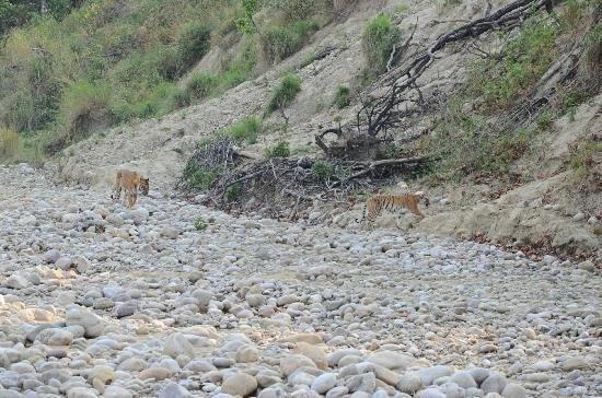 Jim Corbett Resort Ramnagar  Luaran gambar