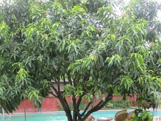 Jim Corbett Resort Ramnagar  Luaran gambar